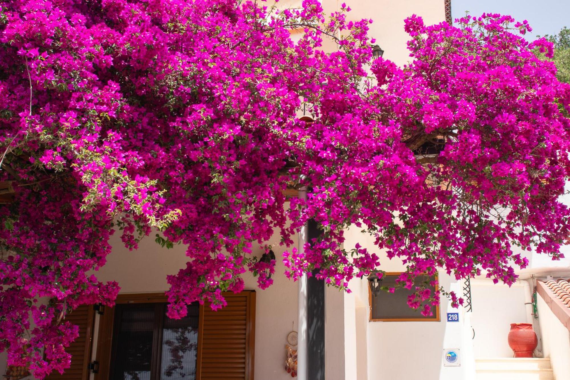 Villa Sissy Studios & Apartments Sivota  Ngoại thất bức ảnh