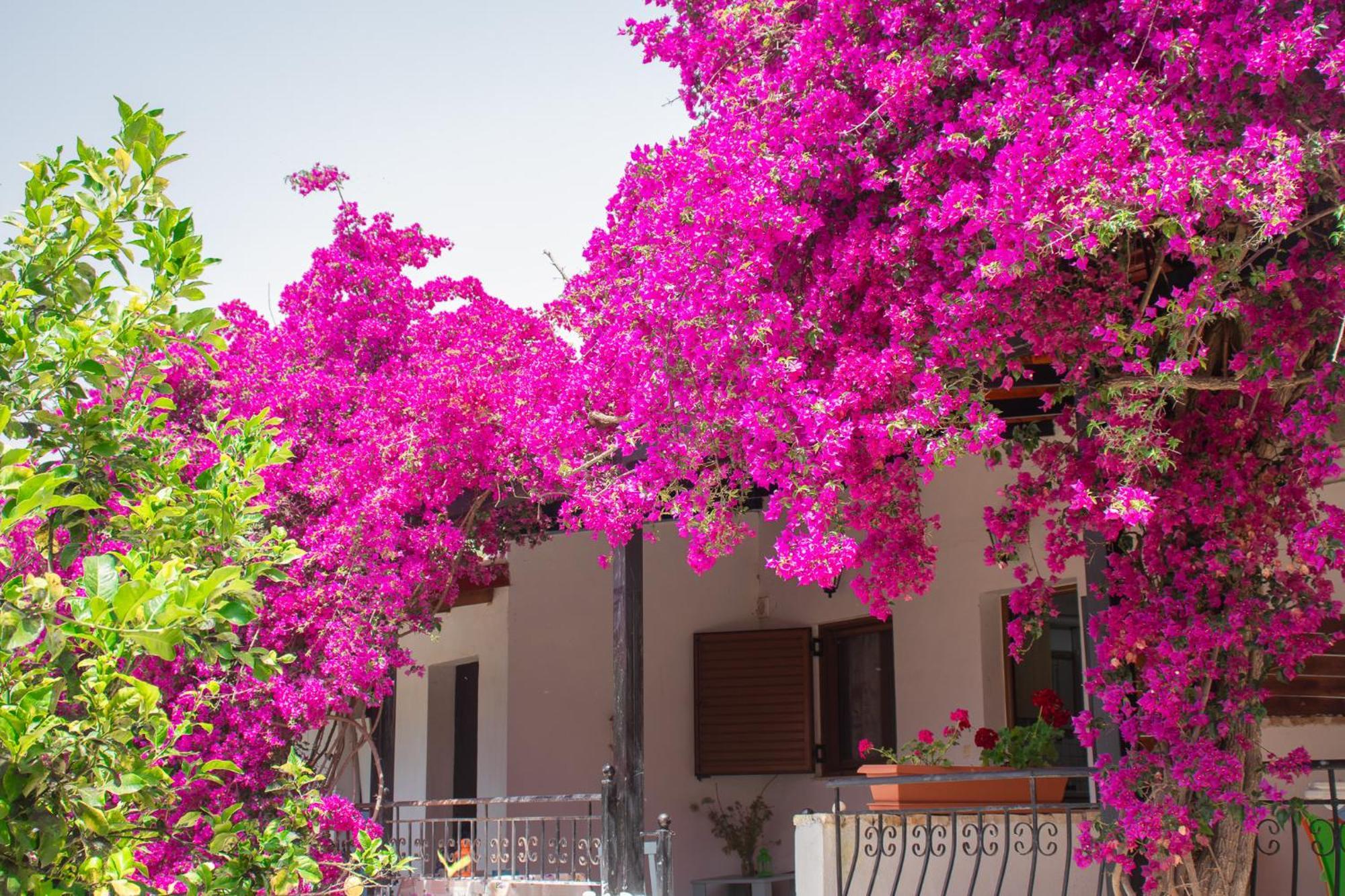 Villa Sissy Studios & Apartments Sivota  Ngoại thất bức ảnh